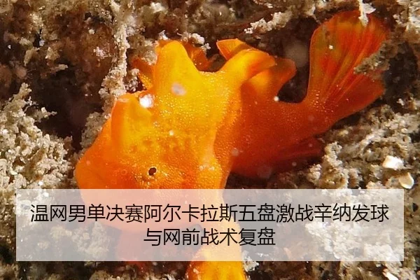 wen-wang-nan-dan-jue-sai-a-er-ka-la-si-wu-pan-ji-zhan-xin-na-fa-qiu-yu-wang-qian-zhan-shu-fu-pan-3-182.jpg